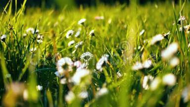 侧观洋甘菊的花朵特写，柔和的焦点在风中摇曳。 春天绿野中盛开的雏菊